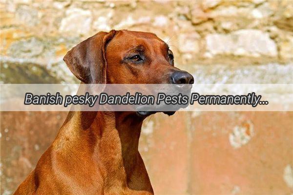 Banish pesky Dandelion Pests Permanently The Ultimate Guide to Dog Dandelion Root Removal